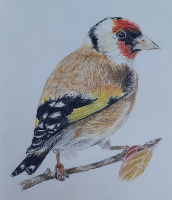 Stieglitz, Buntstift