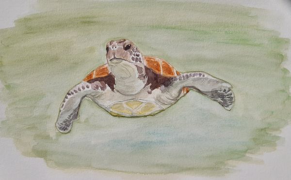 Meeresschildkröte, Aquarell