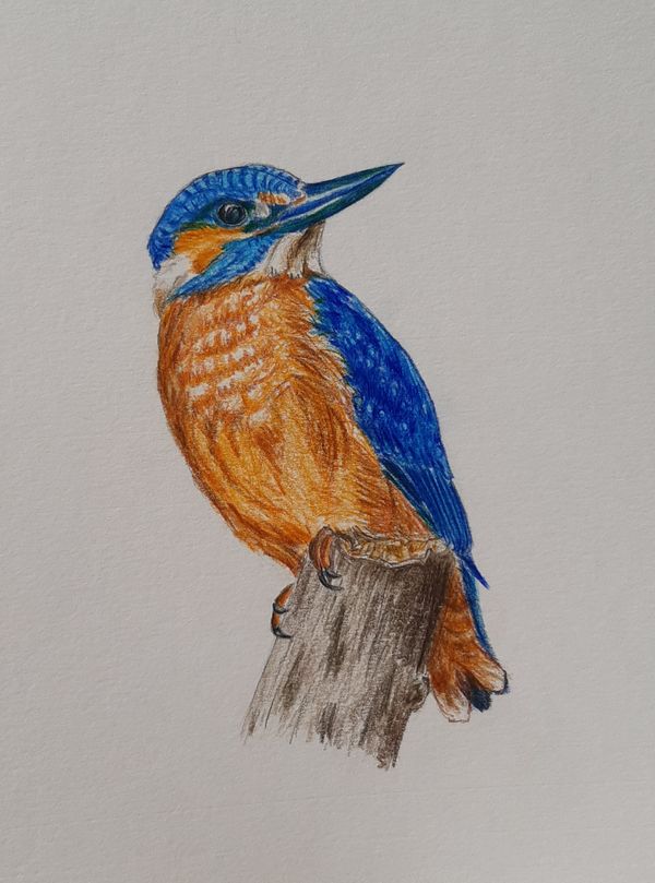 Eisvogel, Buntstift