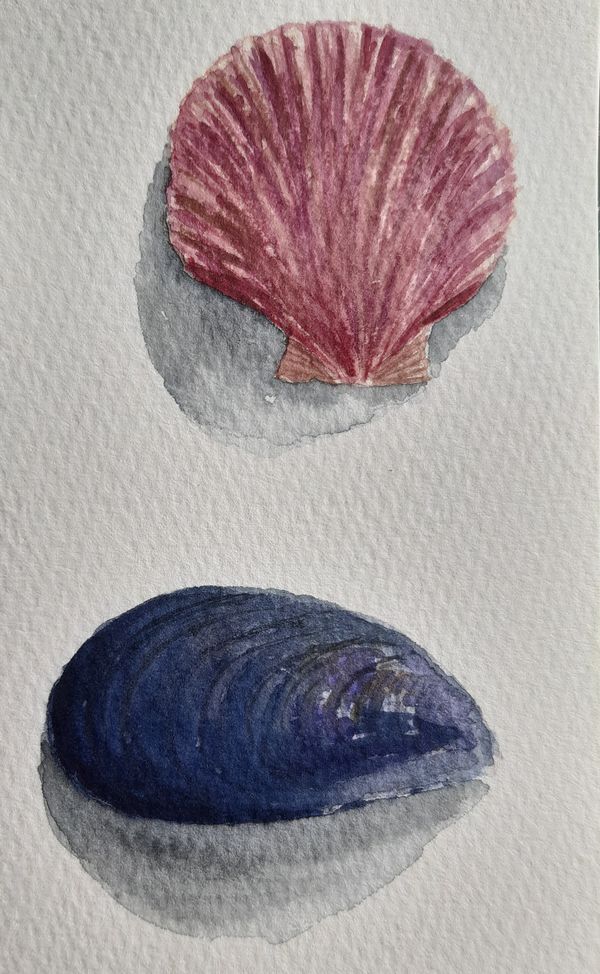 Kammmuschel und Miesmuschel, Aquarell