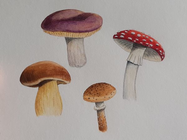 Pilze, Aquarellstifte und Buntstifte